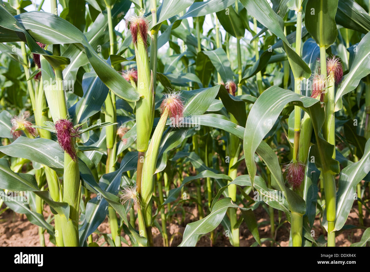Sweet corn maize plants growing in field Suffolk England Stock Photo
