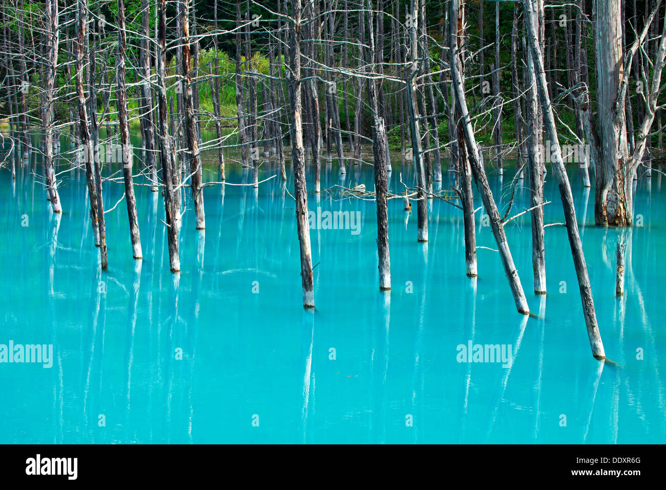 Blue Pond In Biei Hokkaido Stock Photo Alamy
