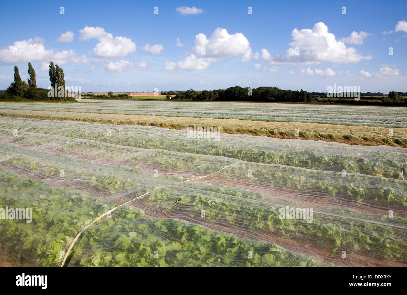 Turnip crop growing in field under protective fleece Hollesley Suffolk England Stock Photo