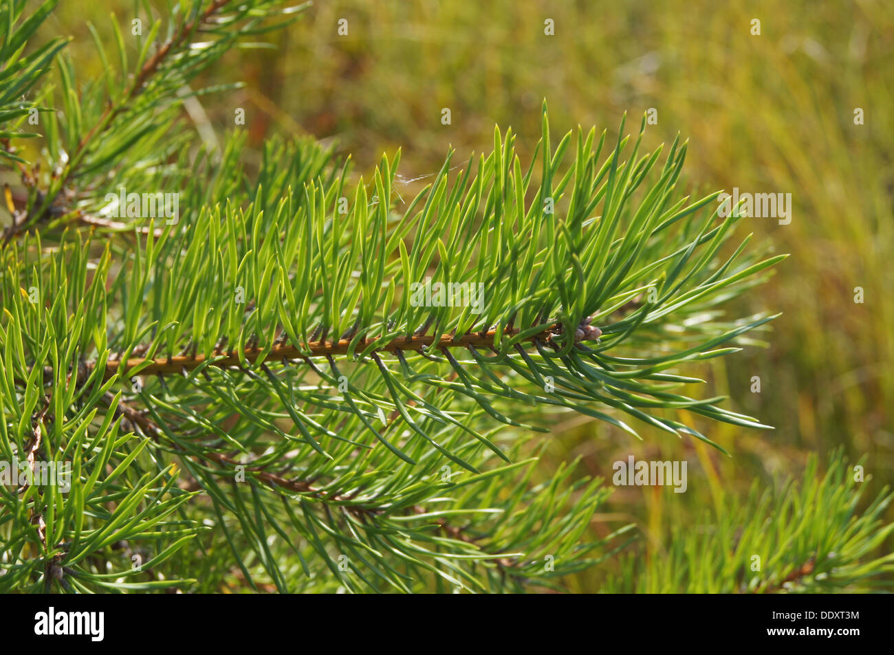 Detail of pine branch hi-res stock photography and images - Alamy