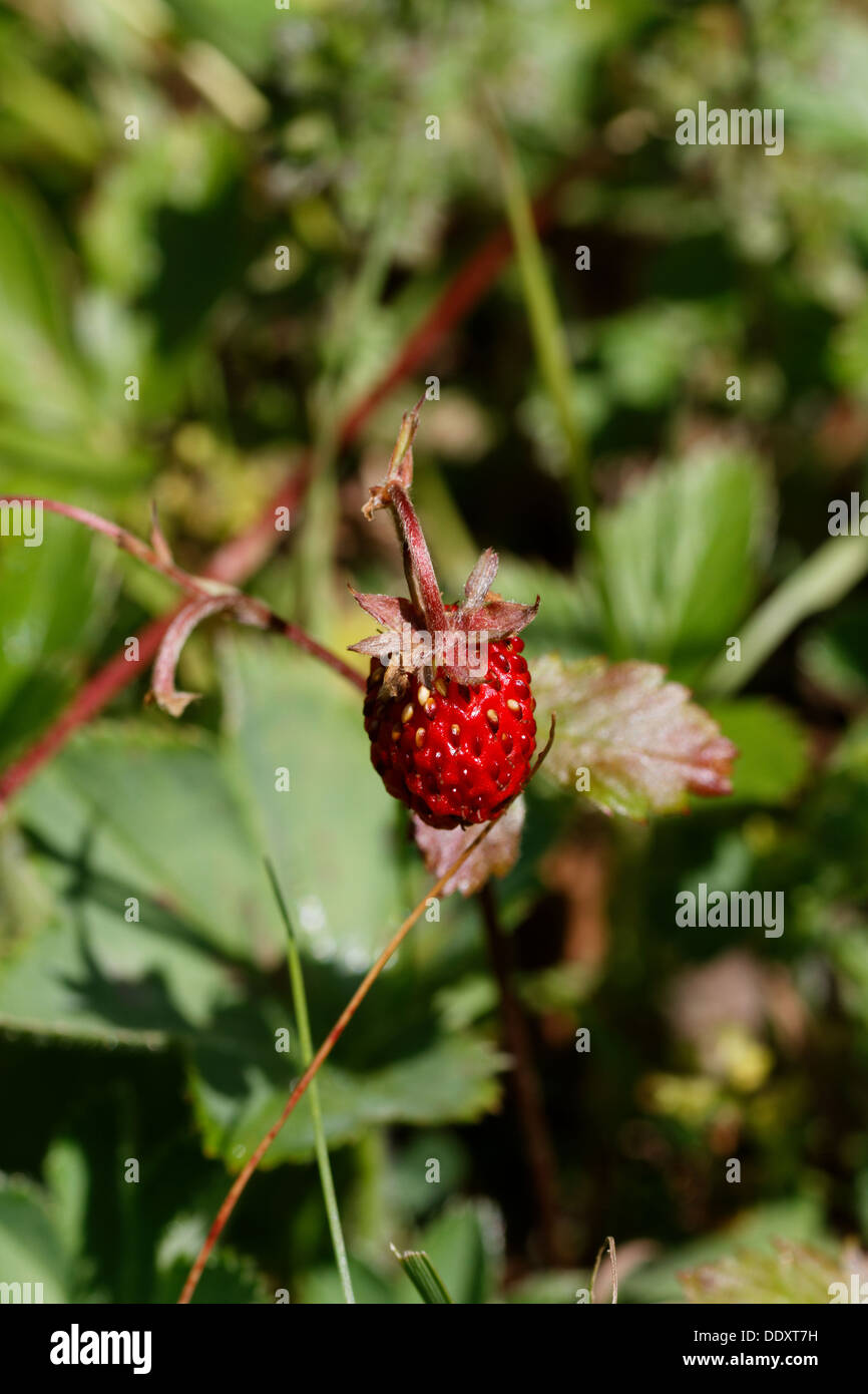 Wild strawberry, woodland strawberry, woods strawberry Fragaria vesca, fruit, France Stock Photo