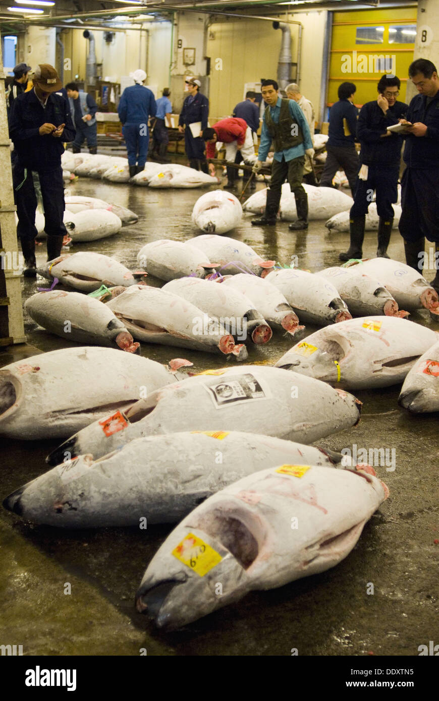 Tuna fish in the Tsukiji fish market, Tokyo, Japan Stock Photo - Alamy