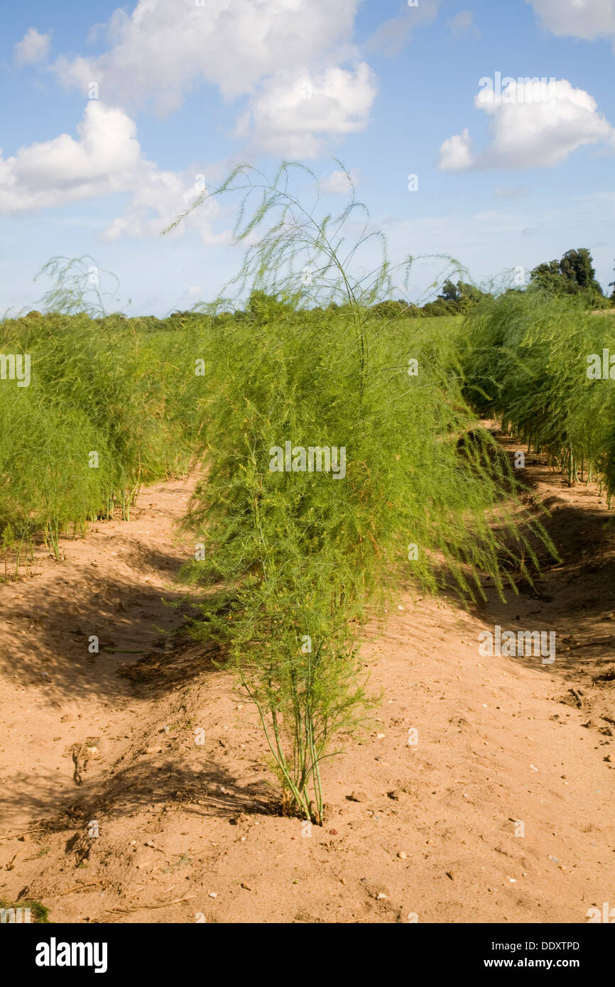 Asparagus Growing Stock Photos & Asparagus Growing Stock Images Alamy