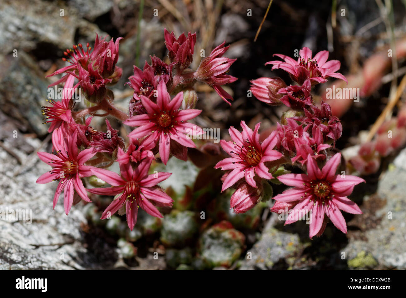 Cobweb houseleek Sempervivum arachnoideum - Chamrousse, Alps Stock Photo