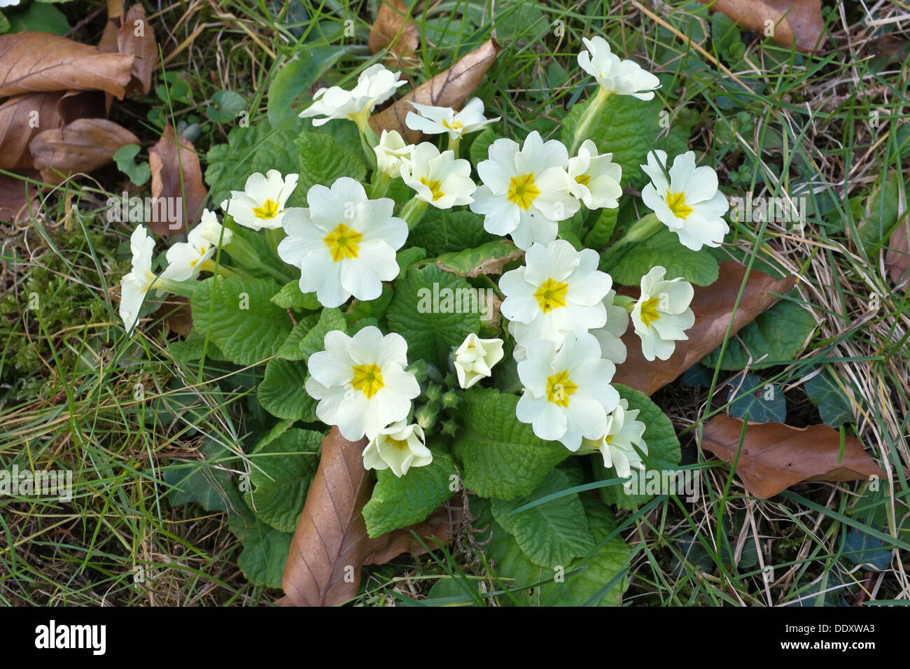 Primula vulgaris (primrose) flowering in spring and growing wild in garden lawn Stock Photo