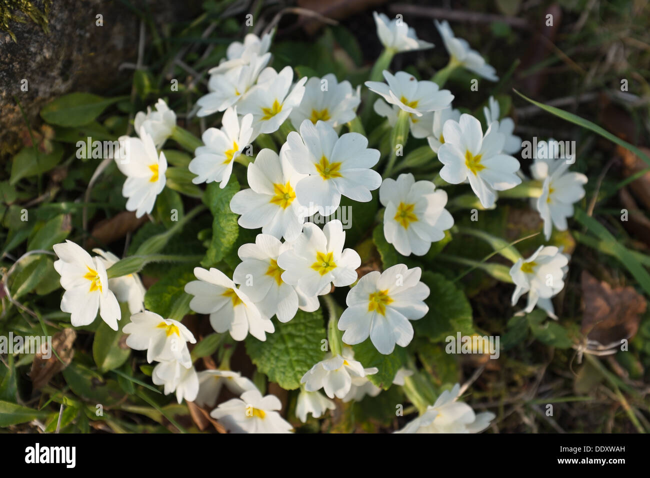 Primula vulgaris (primrose) flowering in spring and growing wild in garden lawn Stock Photo