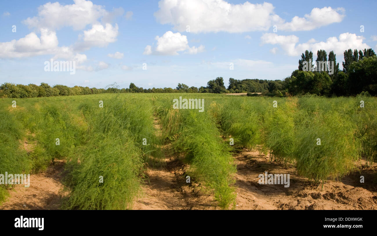 Asparagus growing in field Hollesley Suffolk England Stock Photo Alamy