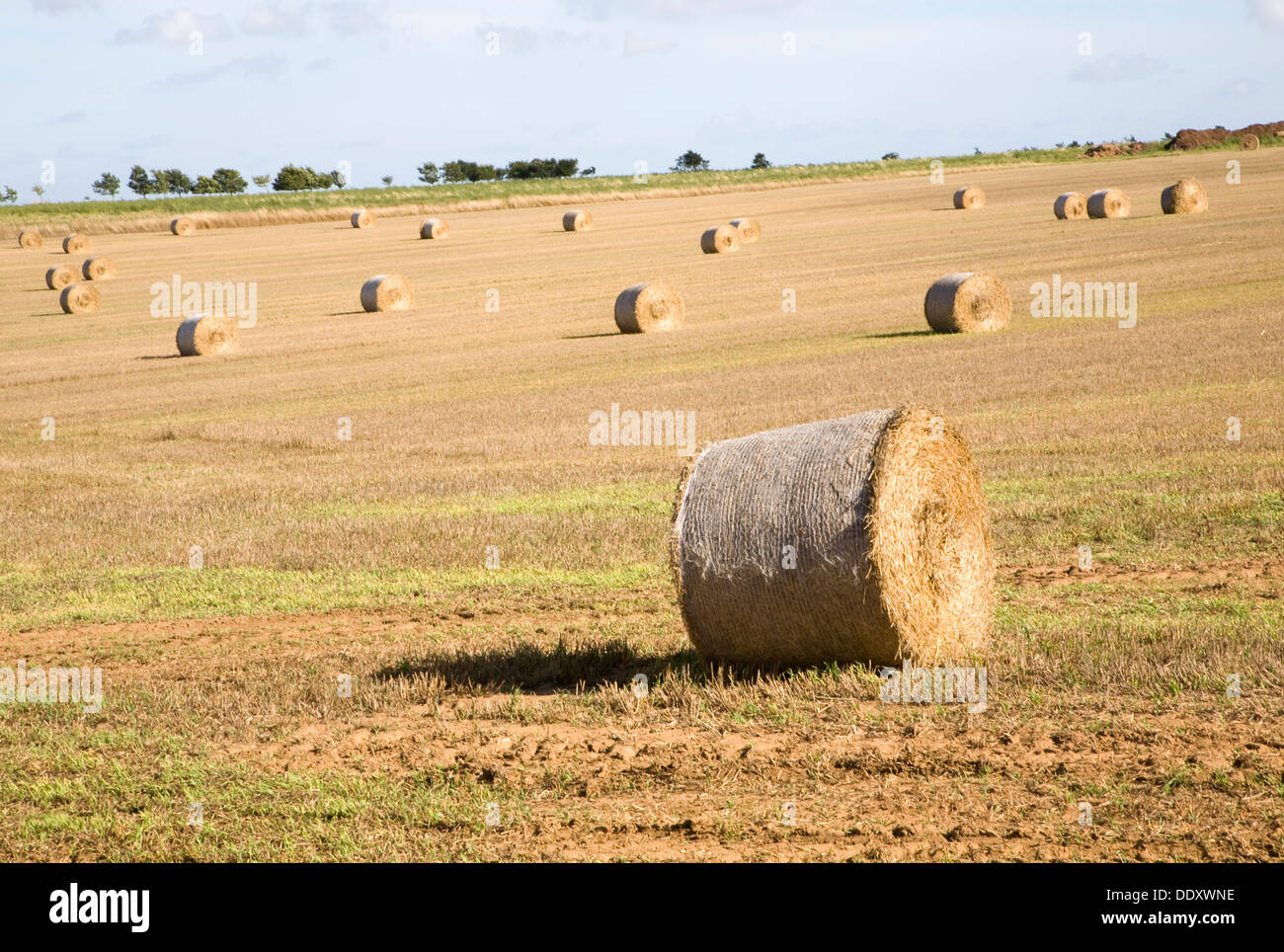 Round straw bales in large field after harvest Boyton, Suffolk, England