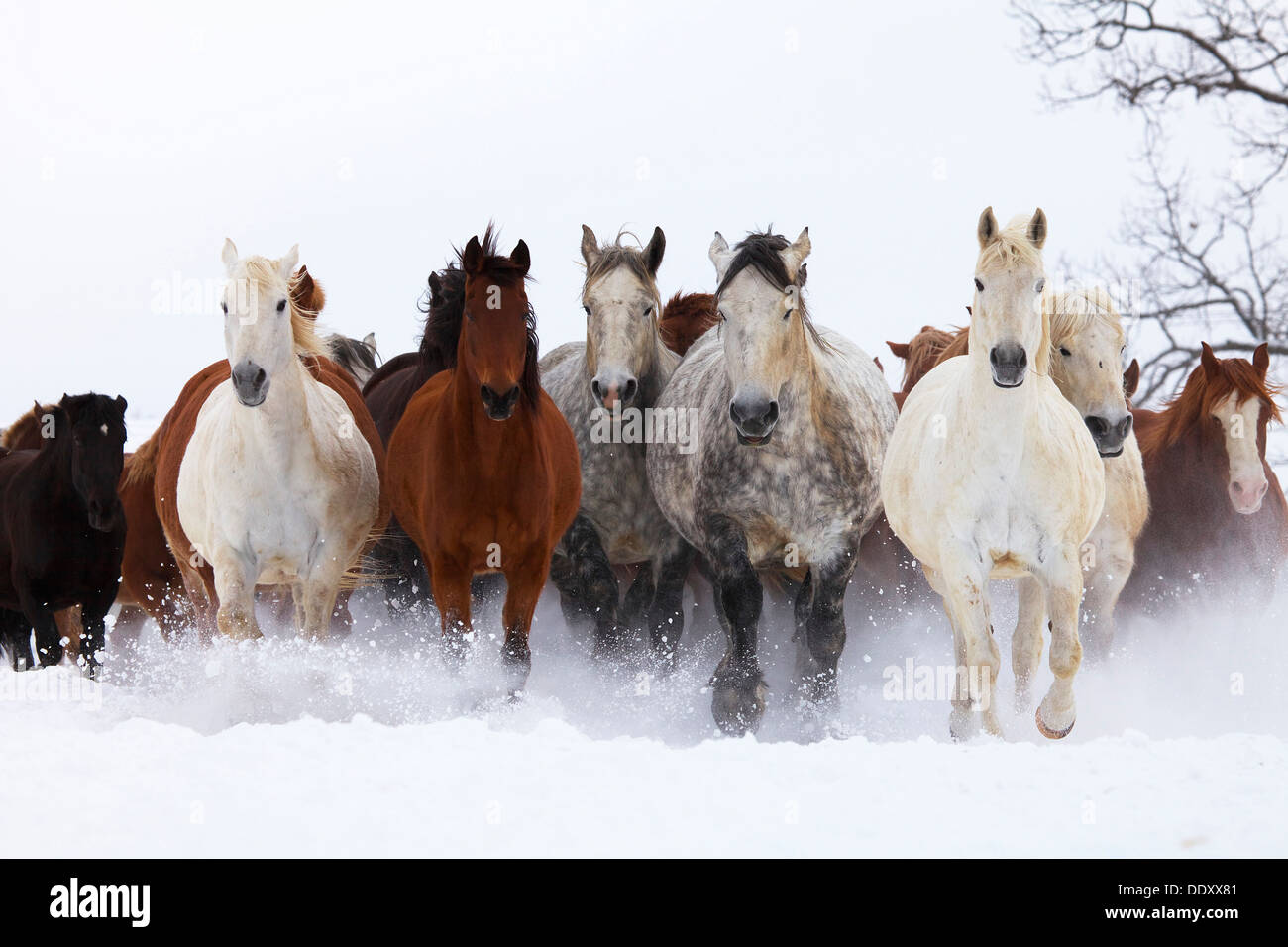 Horses running in the snow, Hokkaido Stock Photo