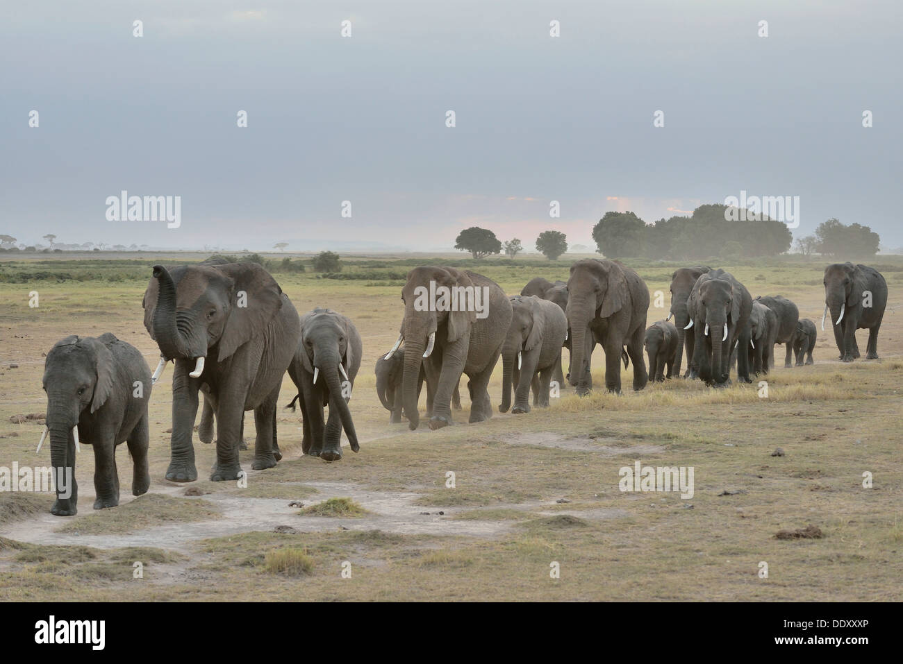 Herd of African Bush Elephants (Loxodonta africana) Stock Photo