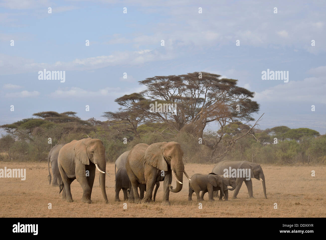 Herd of African Bush Elephants (Loxodonta africana) Stock Photo