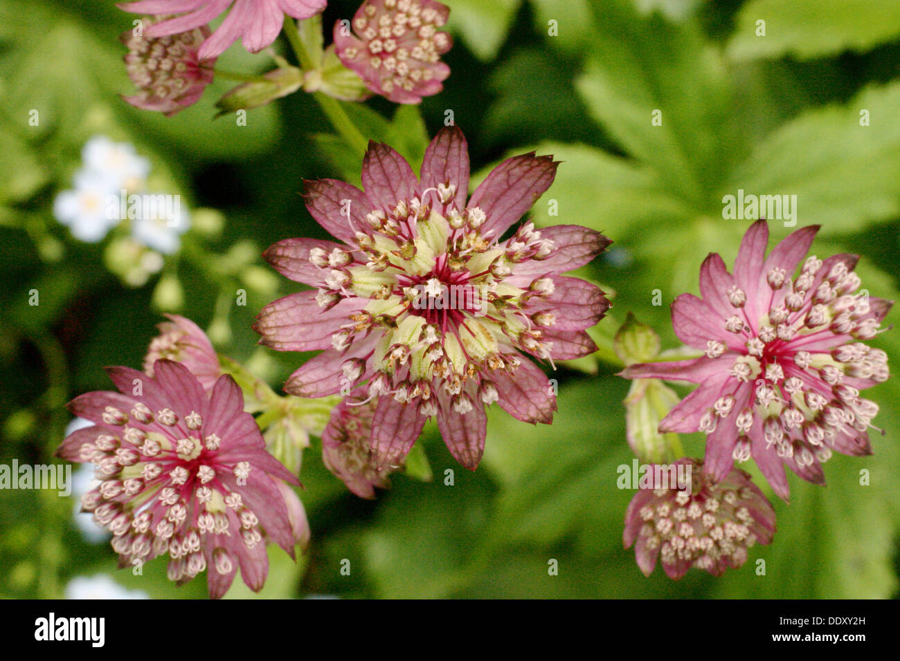 Flowers in the Bronx Botanical Garden. USA Stock Photo Alamy