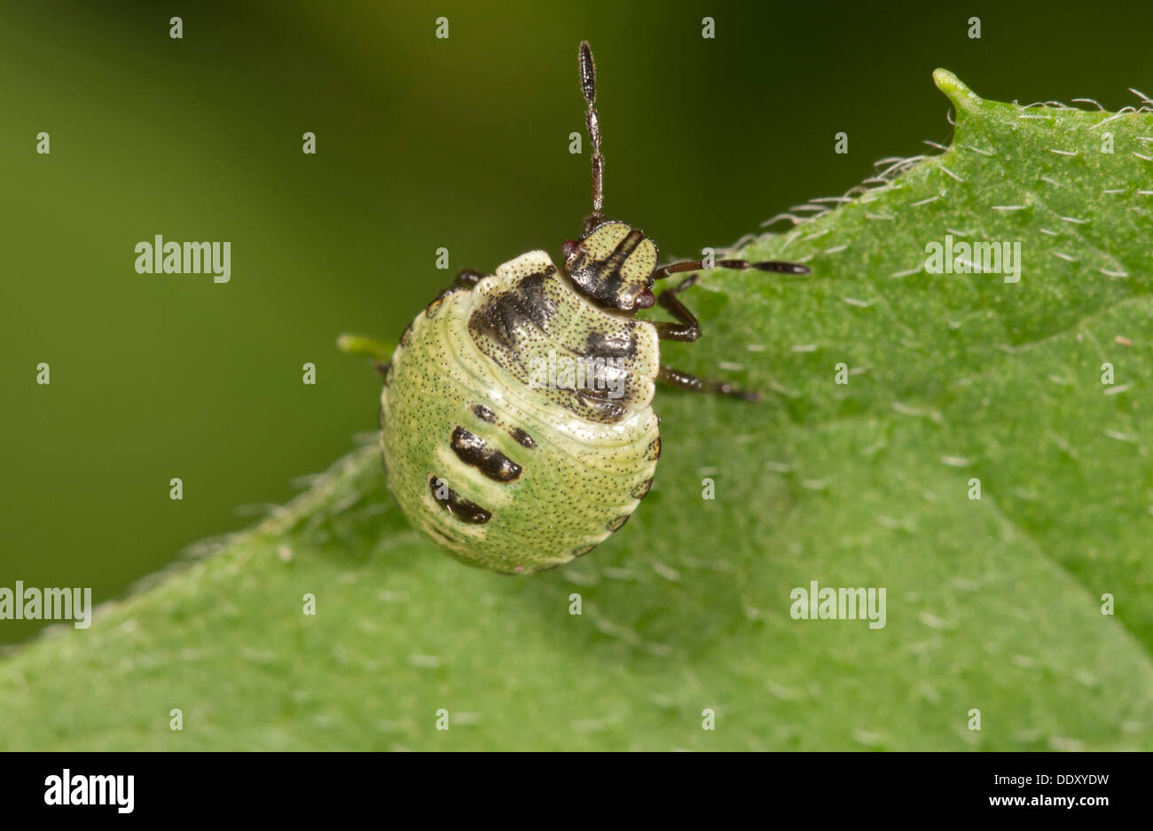 Common Green Shieldbug (Palomena prasina), larva Stock Photo