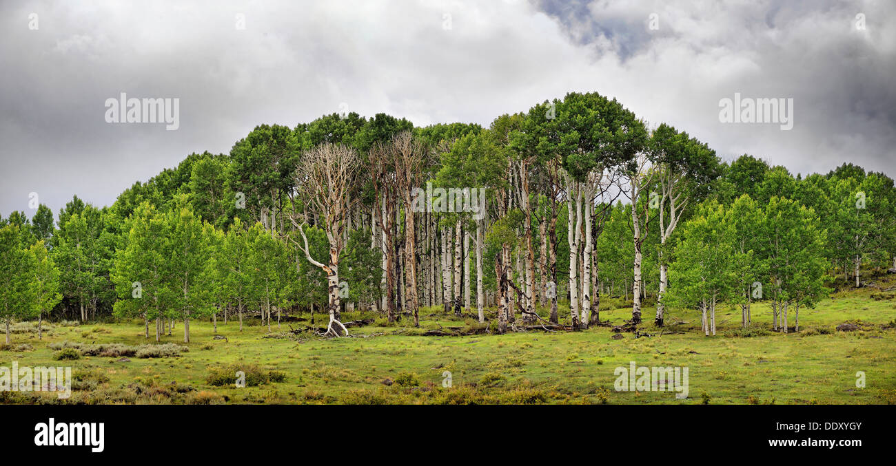 Green forest of Common Aspen or Quaking Aspen (Populus tremula), in the fertile plateau of Boulder Mountain Stock Photo