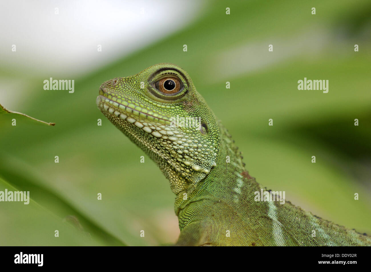 Chinese water dragon Stock Photo Alamy