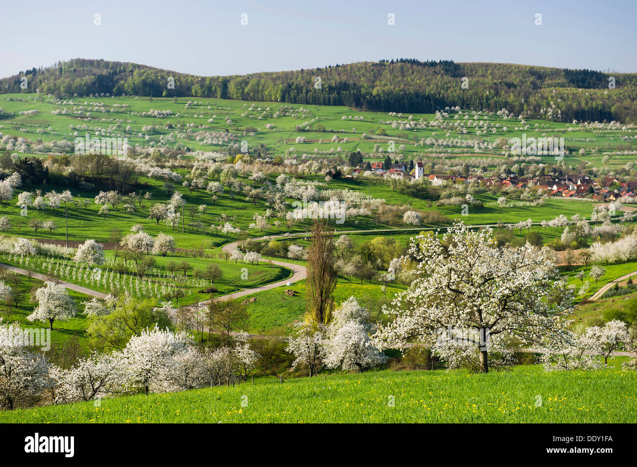 Landscape with blossoming cherry trees Stock Photo