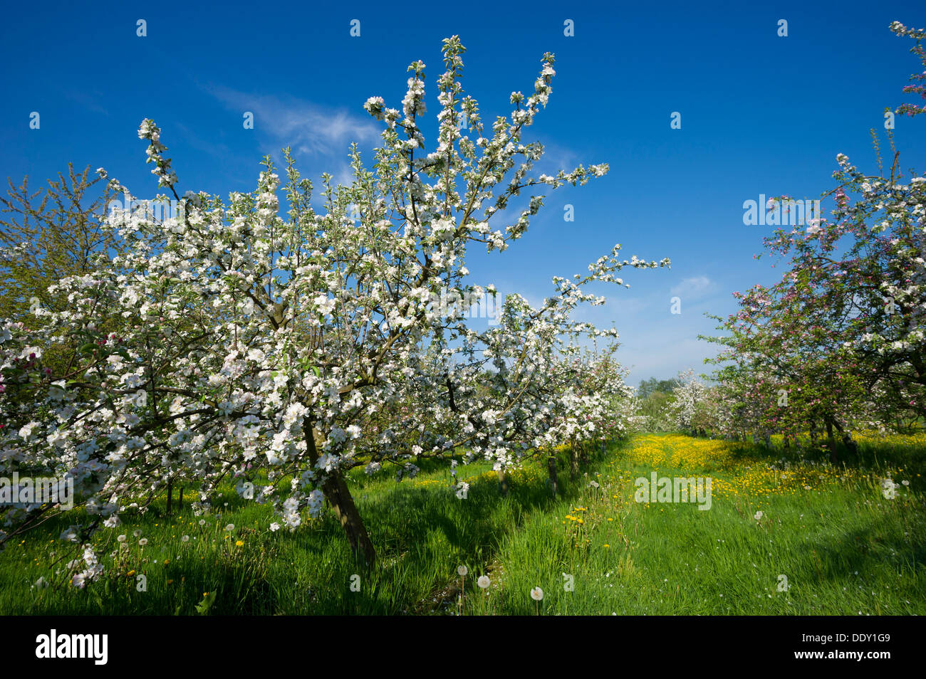 Blossoming apple trees Stock Photo