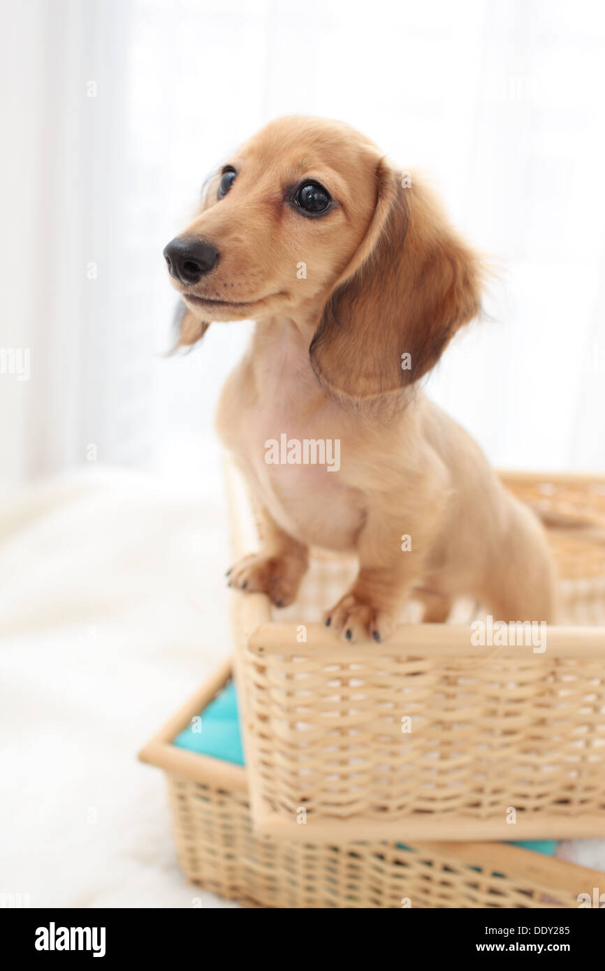 Miniature dachshund pet Stock Photo