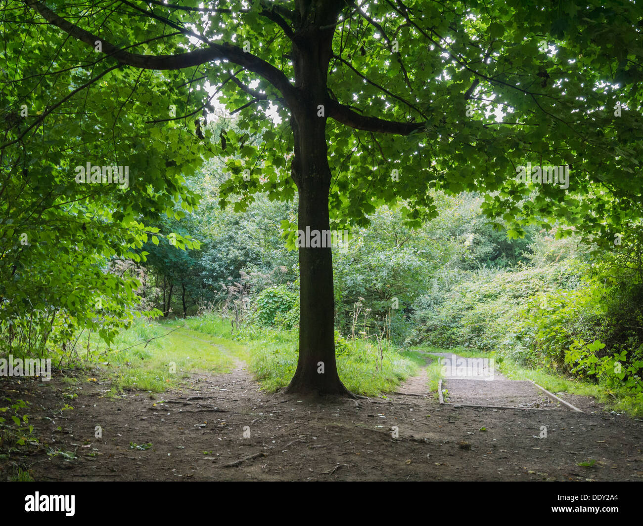 Enclosed forest and nature reserve in Belper, Derbyshire, United Kingdom, UK Stock Photo