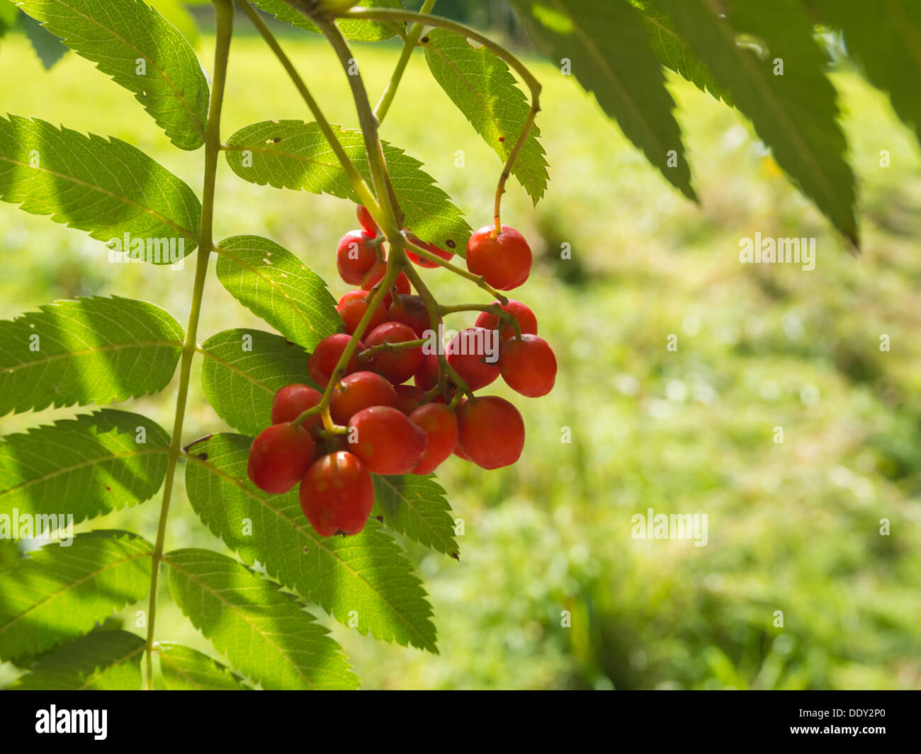 Photograph of some red berries hanging from a tree on a bright summers day set against brightly lit green leaves. Stock Photo