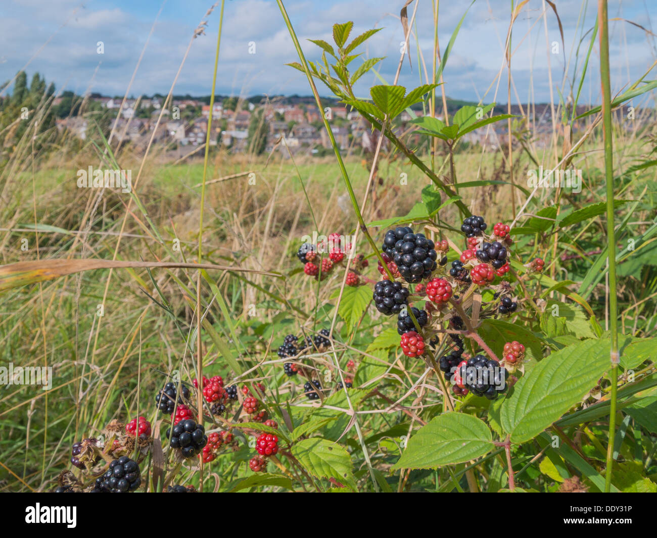 Black berries growing in a field. Stock Photo