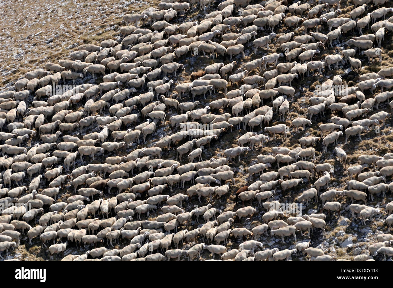Flock of sheep huddled together Stock Photo