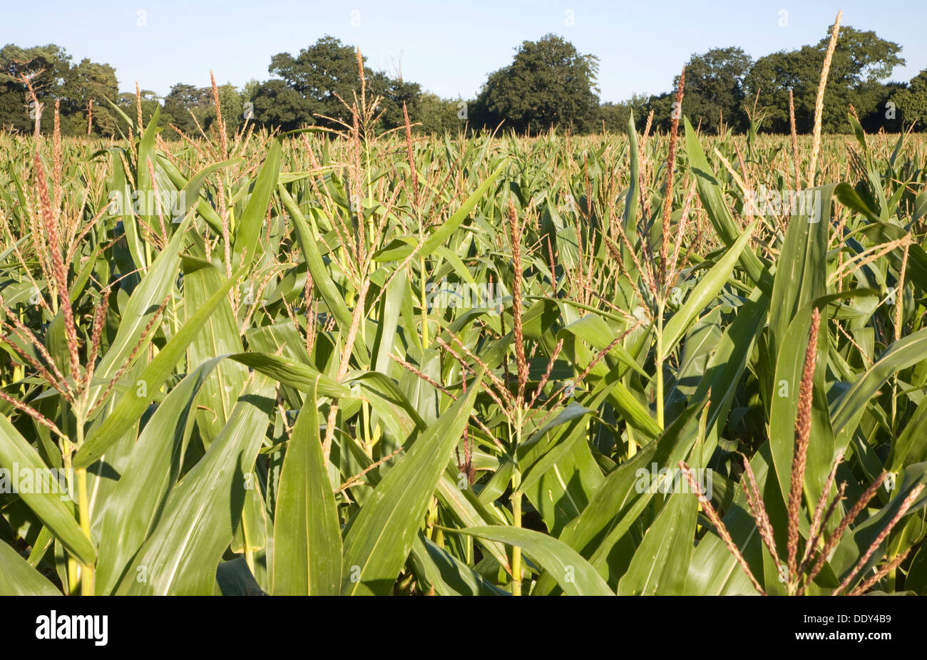 Growing corn crops hires stock photography and images Alamy
