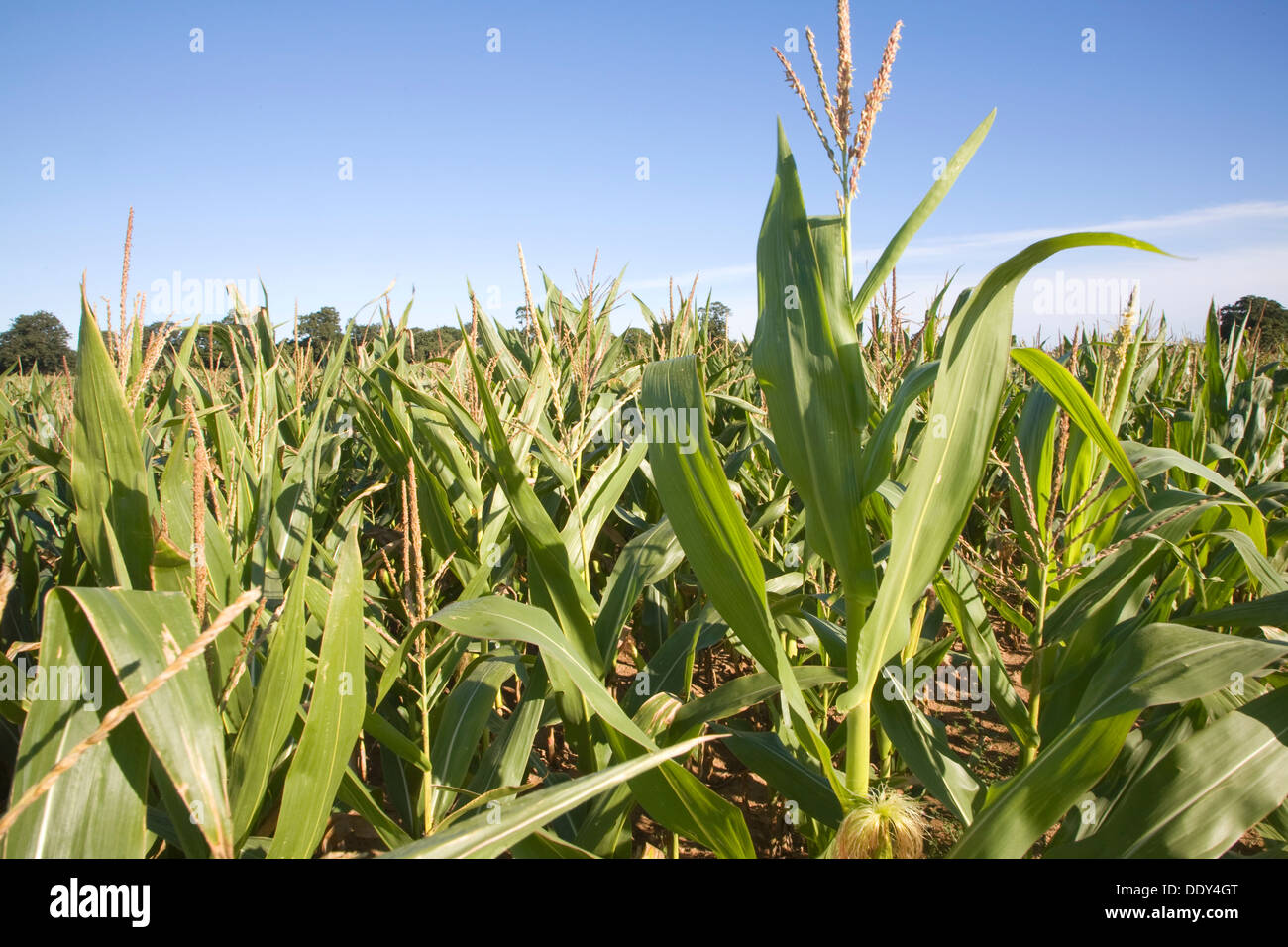 Sweet corn maize plants growing in field Suffolk England Stock Photo