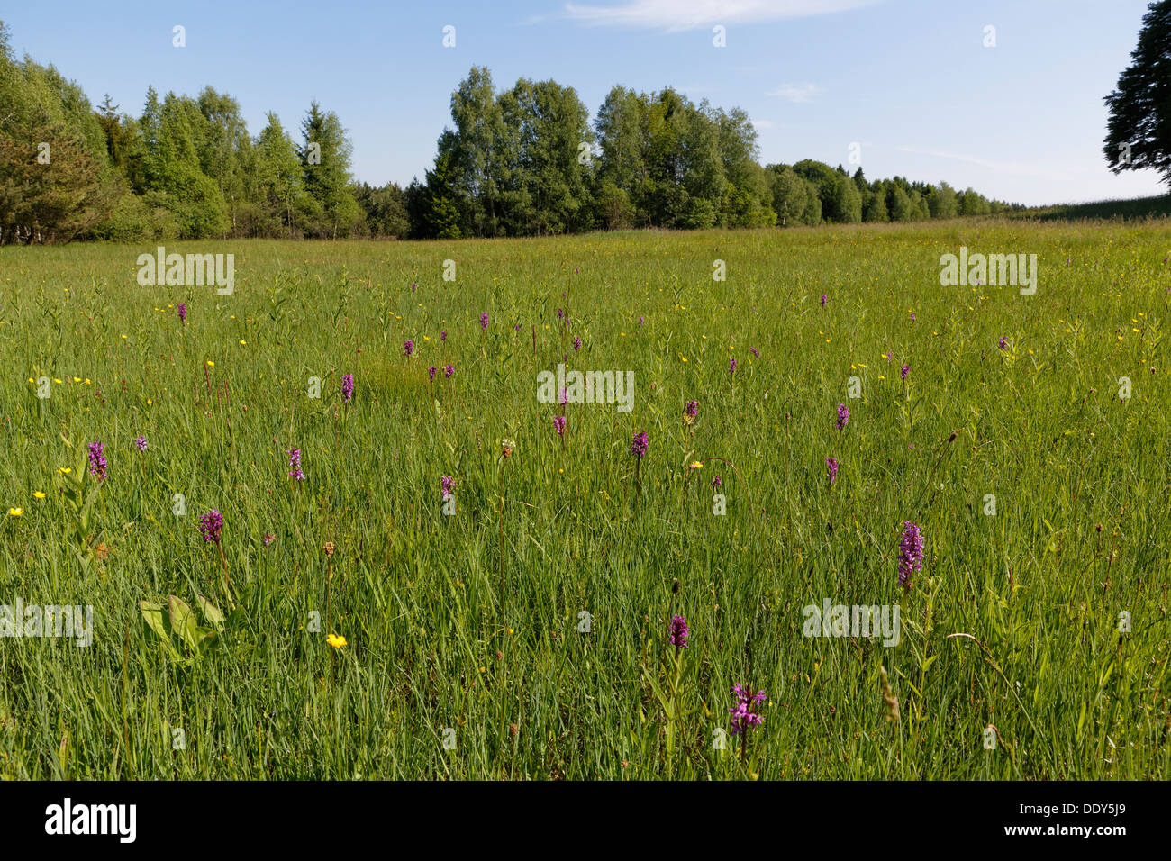 Wet meadow with orchis near Weilheim Stock Photo