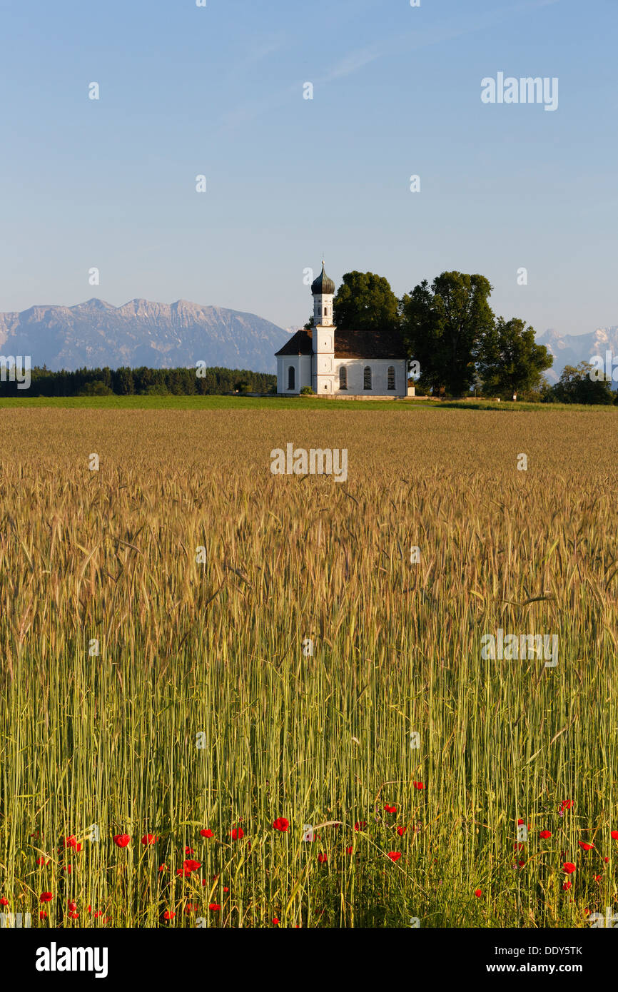 Field of grain and poppies in front of the Church of St. Andrä and the Alps, Etting, Polling, Pfaffenwinkel region Stock Photo