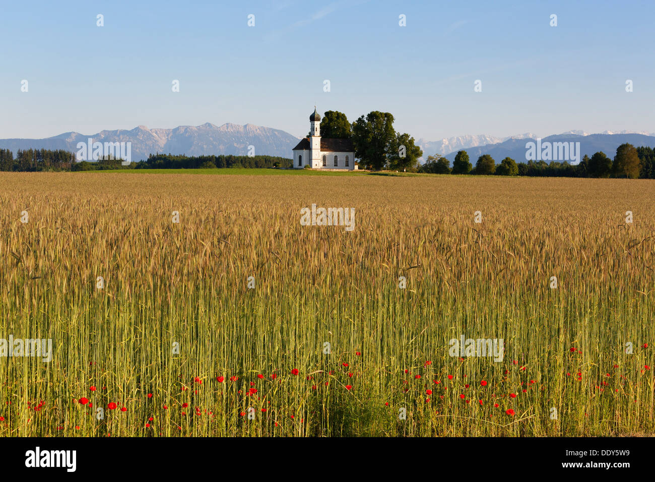 Field of grain and poppies in front of the Church of St. Andrä and the Alps, Etting, Polling, Pfaffenwinkel region Stock Photo