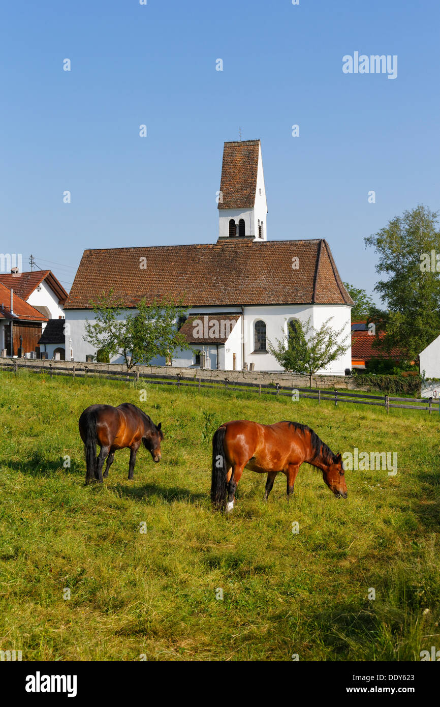 Horses grazing in front of the Church of St. Margaretha Stock Photo