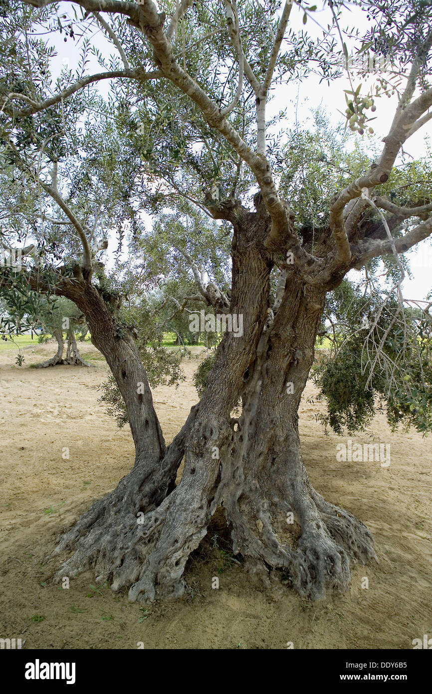 Olive Tree Djerba Tunisia Stock Photo Alamy olive-tree-djerba-tunisia-stock-photo-alamy
