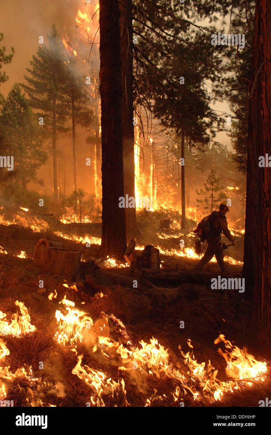 The Horseshoe Meadows Interagency Hotshot Crew fights flames in the southern flank of the Rim Fire during firefighting operations August 17, 2013 near Yosemite, CA. Stock Photo