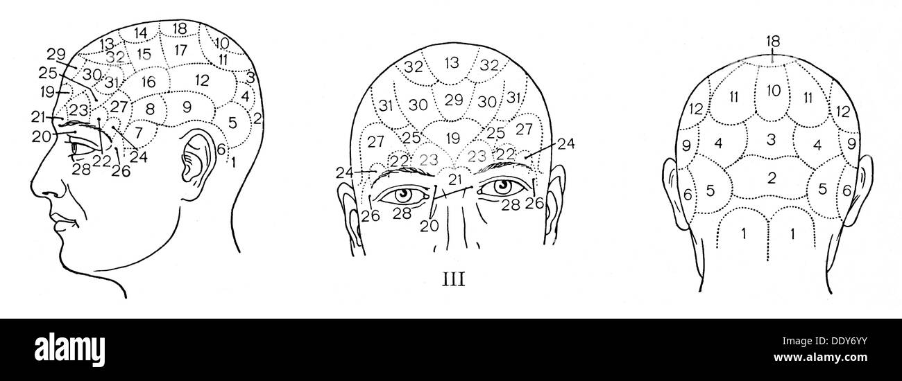 medicine, anatomy, cerebric / cranium, phrenological centers of the brain according to Franz Joseph Gall (1758 - 1828) and Johann Spurzheim (1776 - 1832), from: 'Grosser Brockhaus', circa 1900, Additional-Rights-Clearences-Not Available Stock Photo