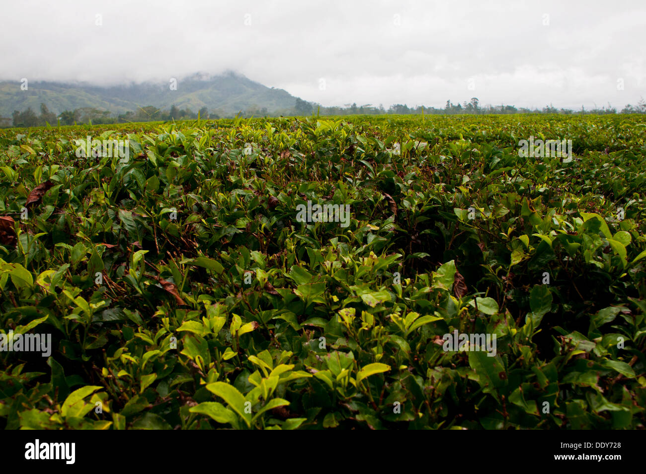 Coffee plantation (Coffea arabica) Stock Photo