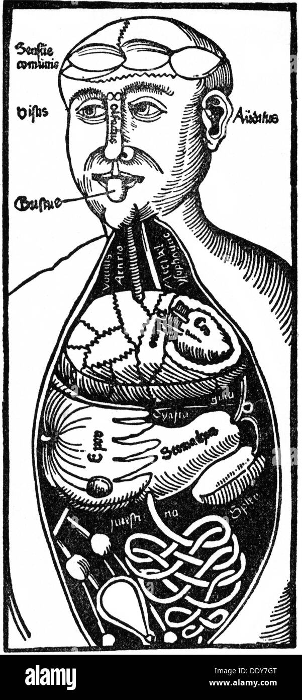medicine, anatomy, organs, arrangement of the inner organs, woodcut, from: Johannes Peyligk, 'Compendiosa declaratio', Leipzig, 1516, Additional-Rights-Clearences-Not Available Stock Photo