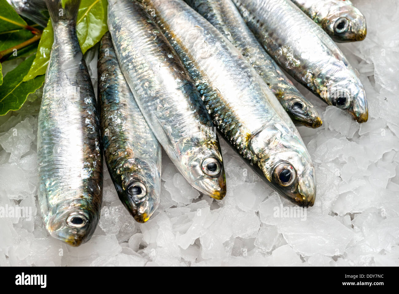 Sardines hi-res stock photography and images - Alamy