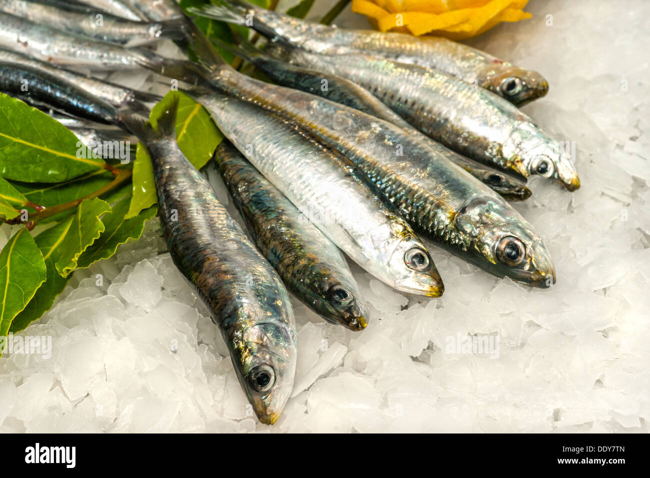 Heap of sardines hires stock photography and images Alamy