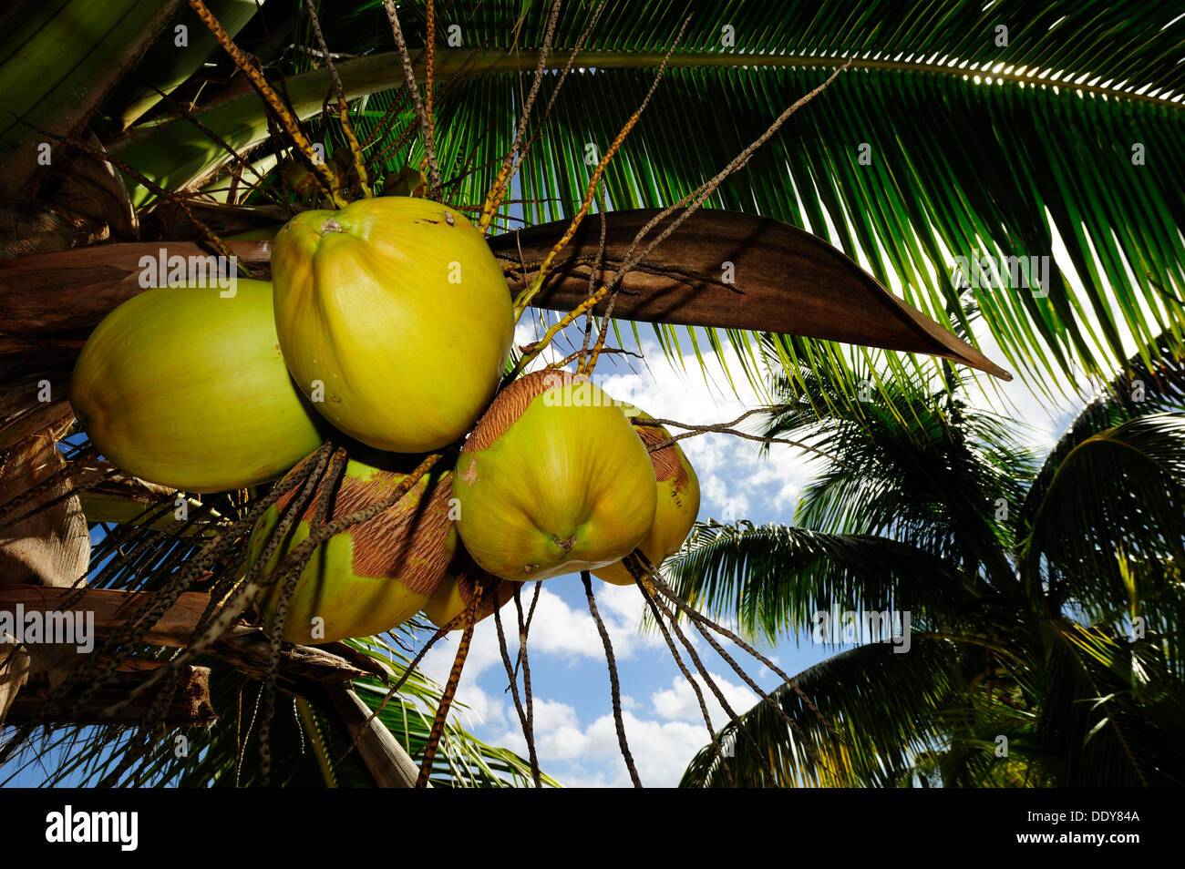 Coconuts hanging from a Coconut Palm (Cocos nucifera) Stock Photo