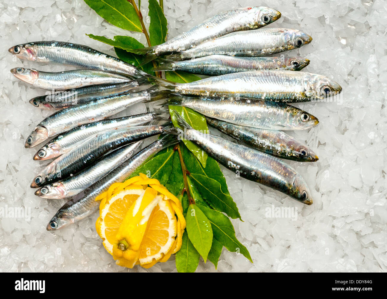 Fresh Sardines and Anchovies on ice Stock Photo Alamy