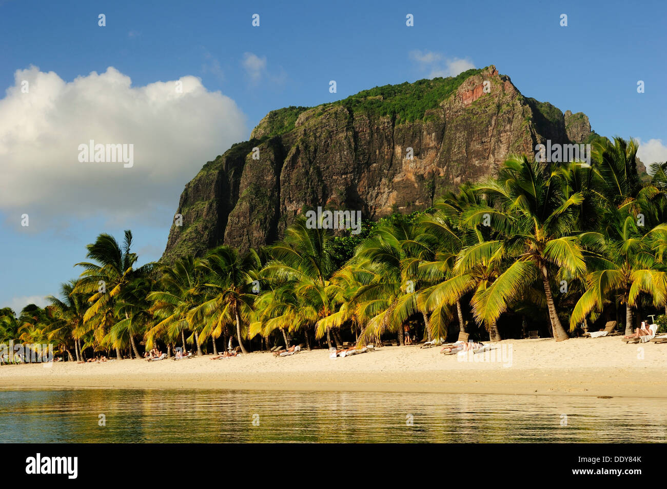 The Le Mont Brabant mountain rising behind palm trees on the sandy beach Stock Photo