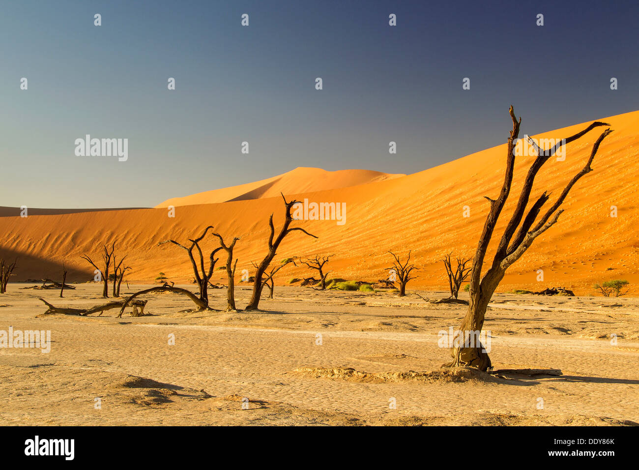 Dead trees in front of a sand dune in the evening light Stock Photo