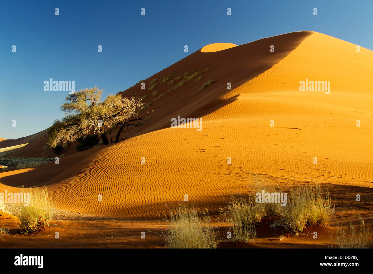 Sand dune in the evening light Stock Photo