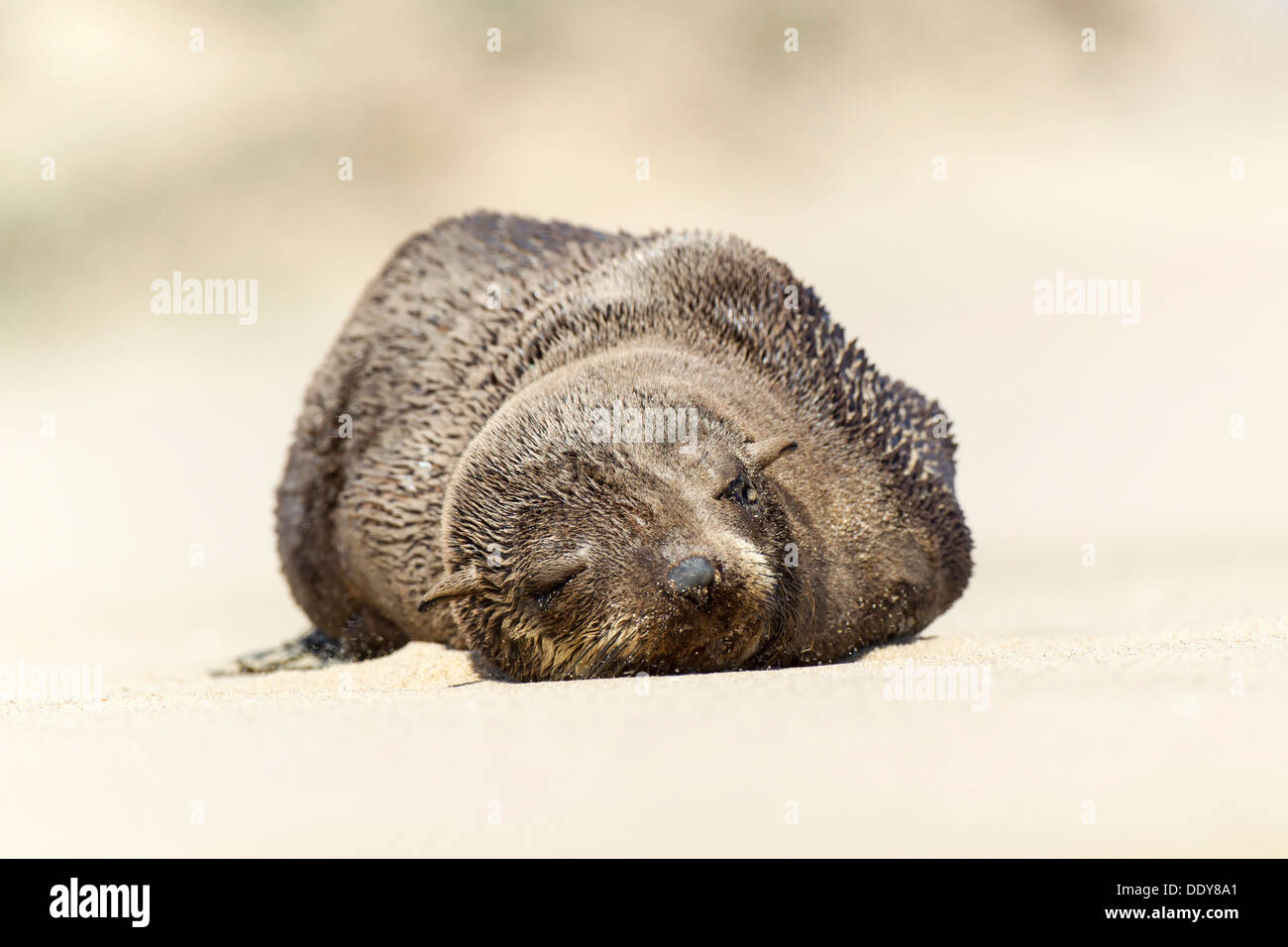 Brown Fur Seal or Cape Fur Seal (Arctocephalus pusillus) Stock Photo