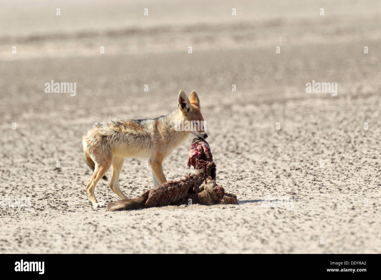 Black-backed Jackal (Canis mesomelas) with a dead seal Stock Photo