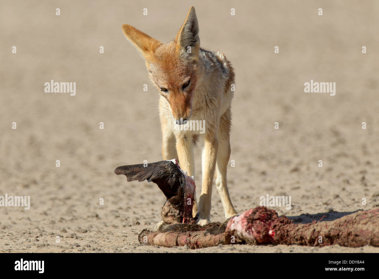 Black-backed Jackal (Canis mesomelas) with a dead seal Stock Photo