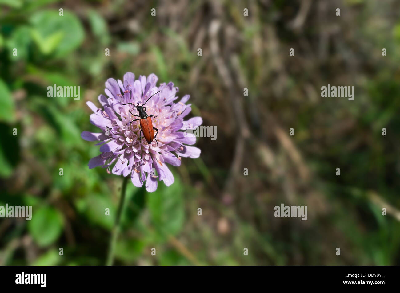 a female longhorn beetle on a flower, Leptura rubra, Knautia pratensis Stock Photo