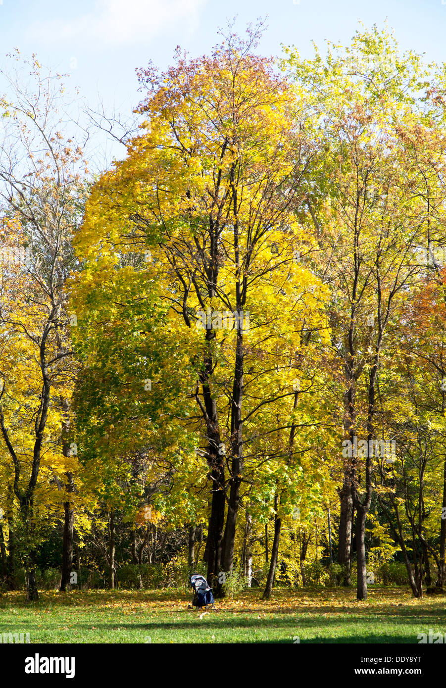 Park in the fall Stock Photo - Alamy