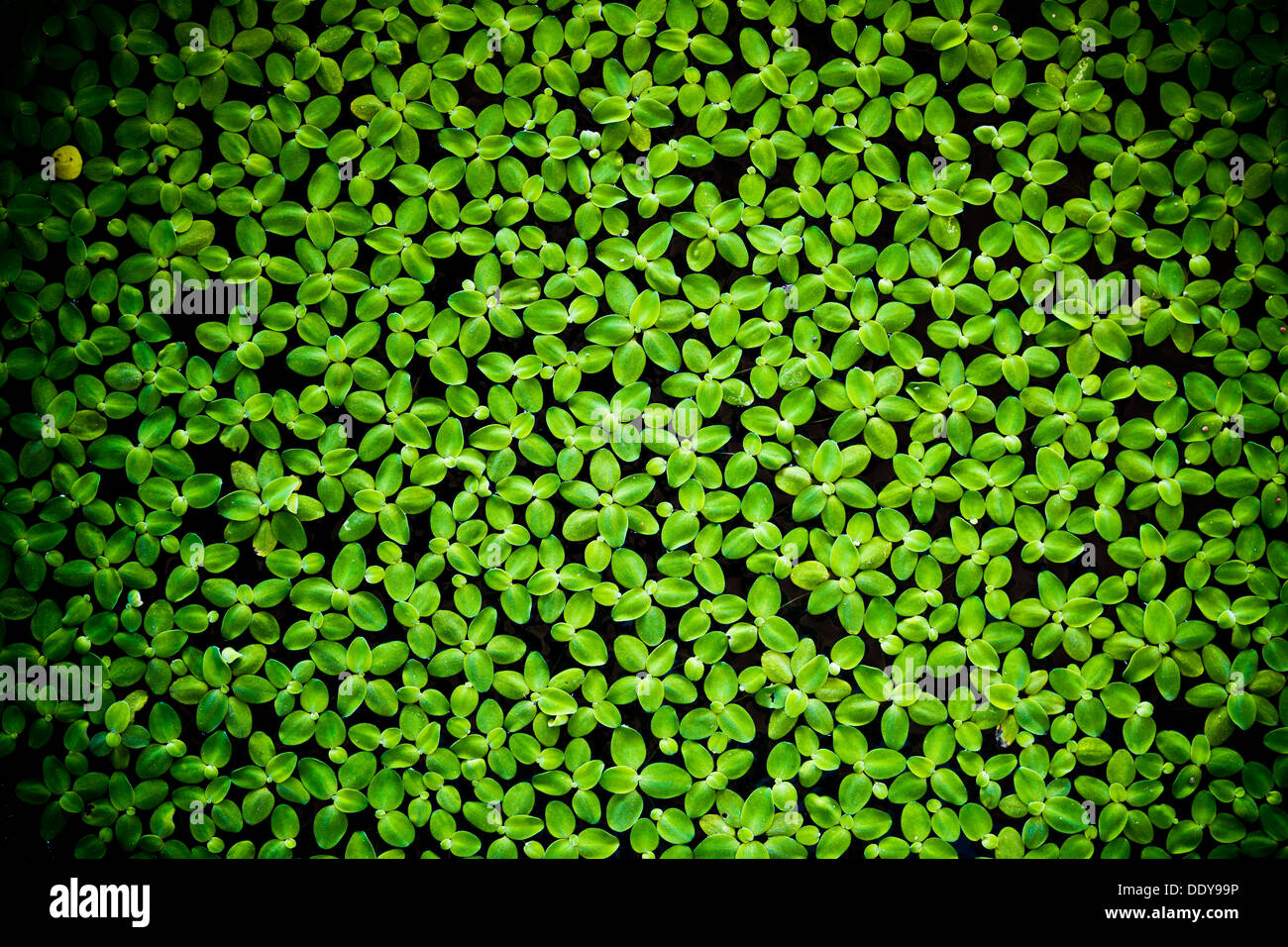 garden, background, surface, outdoor, closeup, wet, decoration, aquatic, dirty, natural, park, mud, green, duckweed,weed,swamp Stock Photo